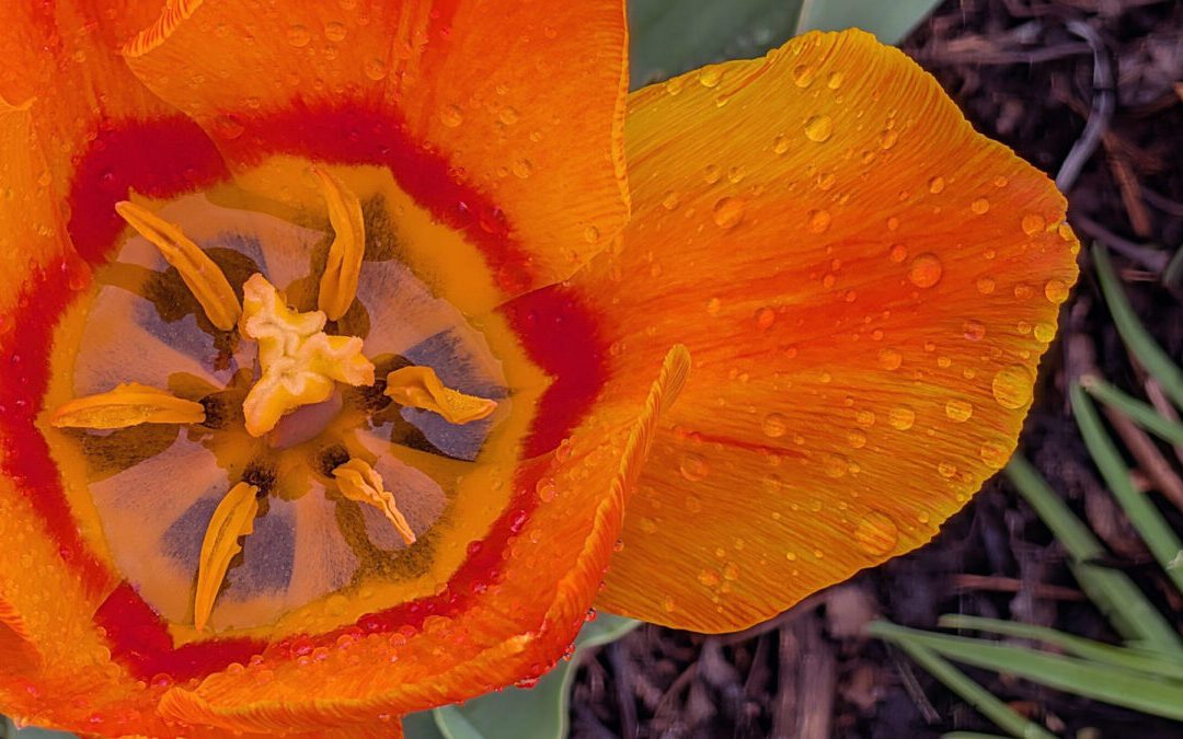 April rain makes 28,000 tulips sparkle at Hershey Gardens