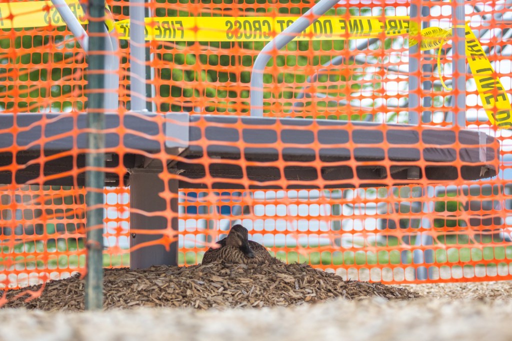 Mama duck makes herself at home in Hanover’s Union Park playground
