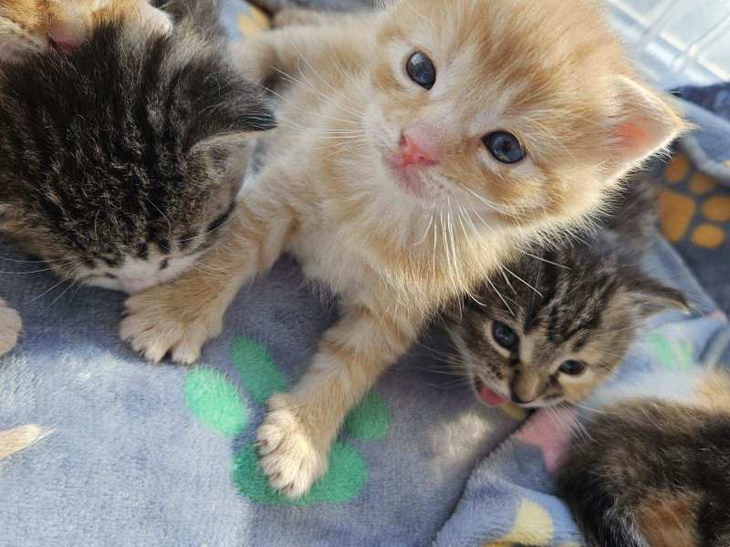 Two litters of kittens rescued from a Chester County Lowe’s