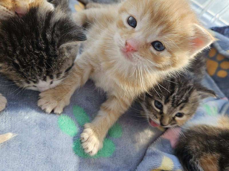 Two litters of kittens rescued from a Chester County Lowe’s