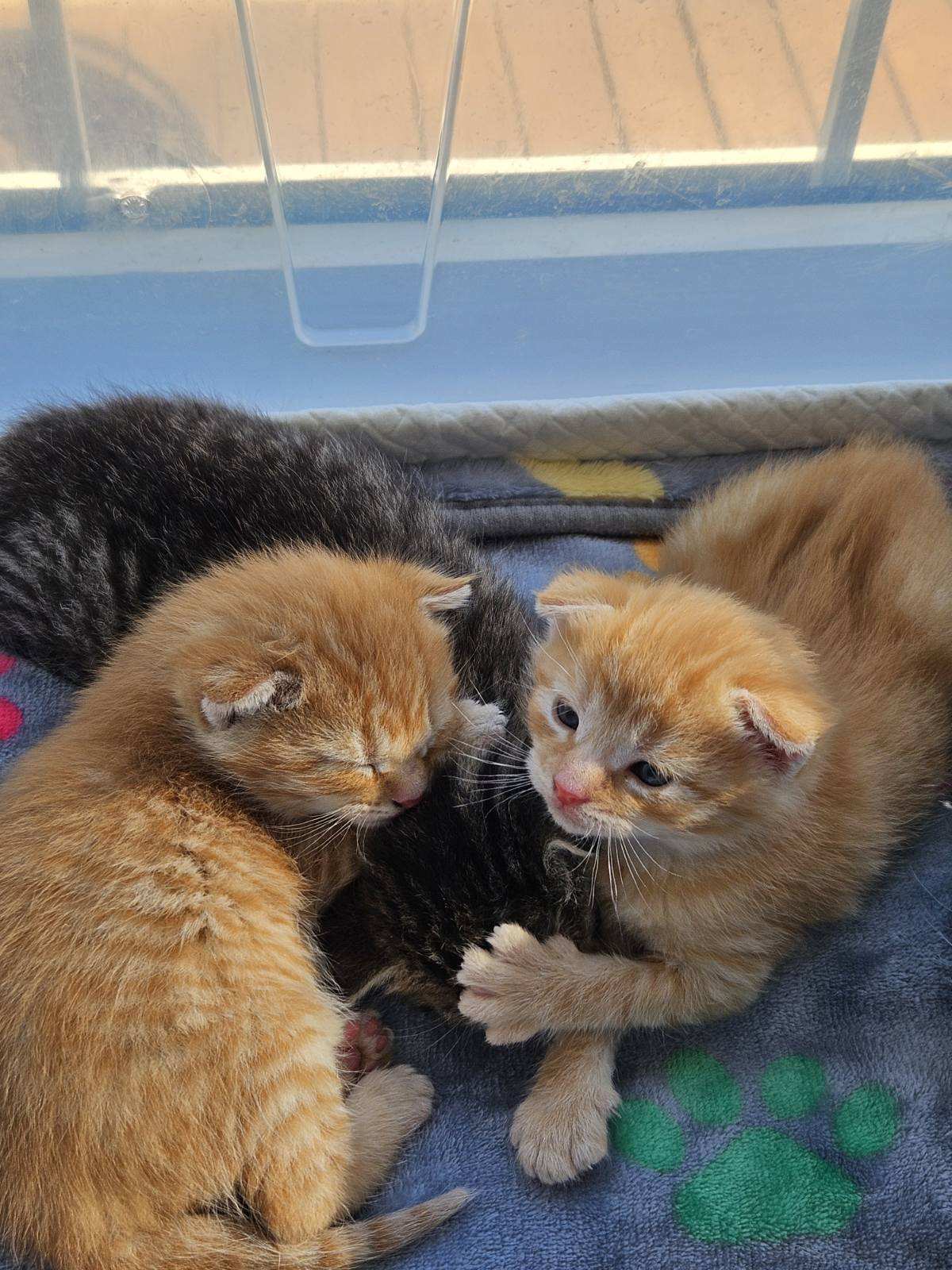 Two litters of kittens were rescued from a Lowe’s in Chester County