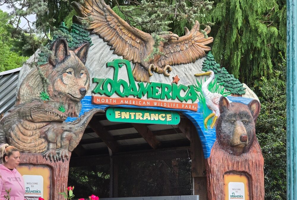Parents charged after toddler slips into wolf area and gets hurt at Hersheypark zoo