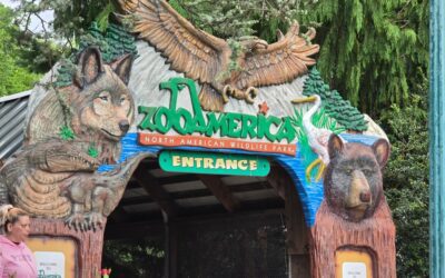Parents charged after toddler slips into wolf area and gets hurt at Hersheypark zoo