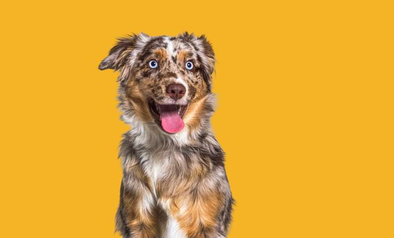Is your pet the cutest in Pennsylvania? Enter and vote now