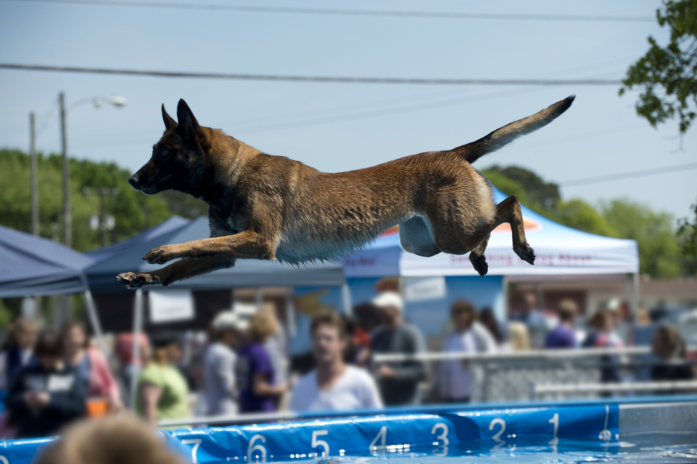 This weekend in Pennsylvania: A ‘Taste of Lititz,’ diving dogs in Philly, and more