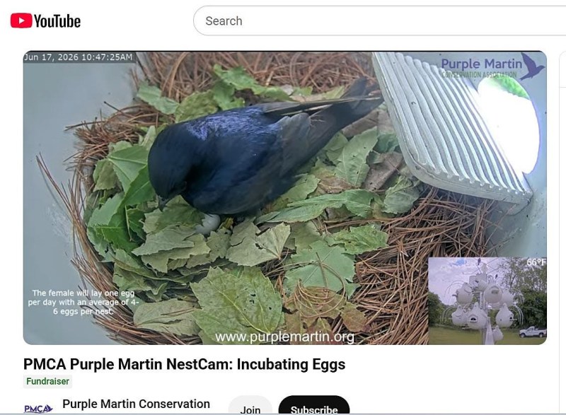 Thousands watching these 5 eggs get ready to hatch at Presque Isle State Park