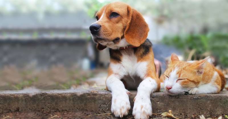 A beagle, like one specified in Pennsylvania's Beagle Bill, sits with a cat outside